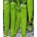 HP20 Sendu F1 pimenta híbrida / pimenta sementes em sementes de hortaliças